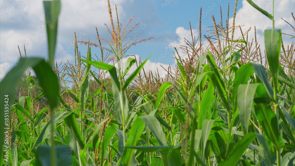 Fototapeta premium A Lush Cornfield Spreads Out Beneath a Beautifully Bright Blue Sky, Creating a Perfect Scene