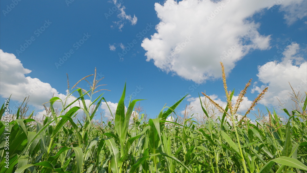 Obraz premium A Beautiful Lush Cornfield Spreading Under a Bright and Clear Blue Sky with Clouds