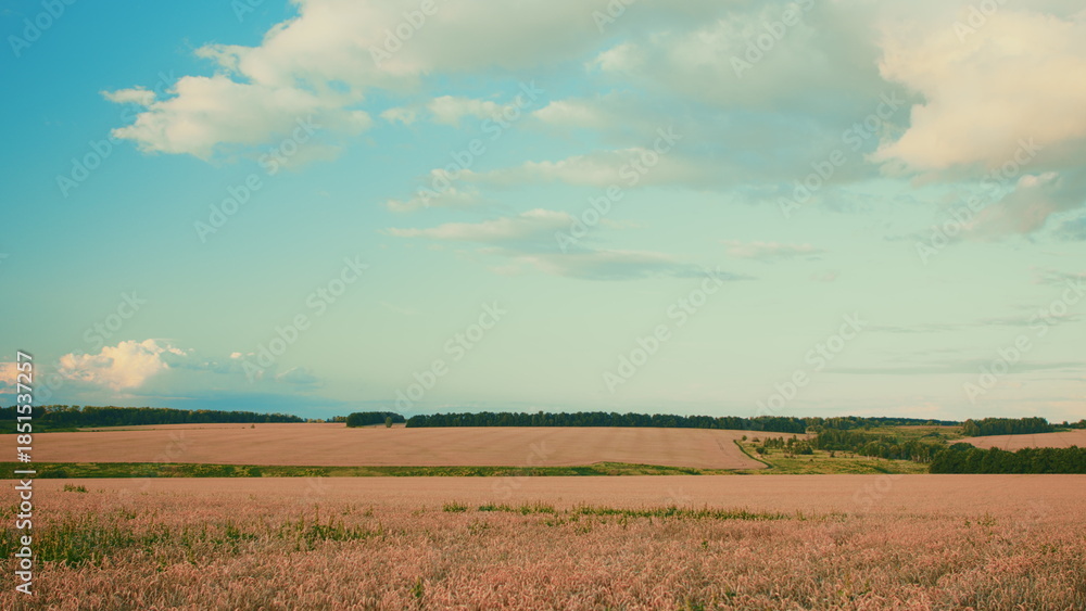 Fototapeta premium A Serene Countryside Landscape Filled with Blossoming Fields and Clear Blue Skies Above