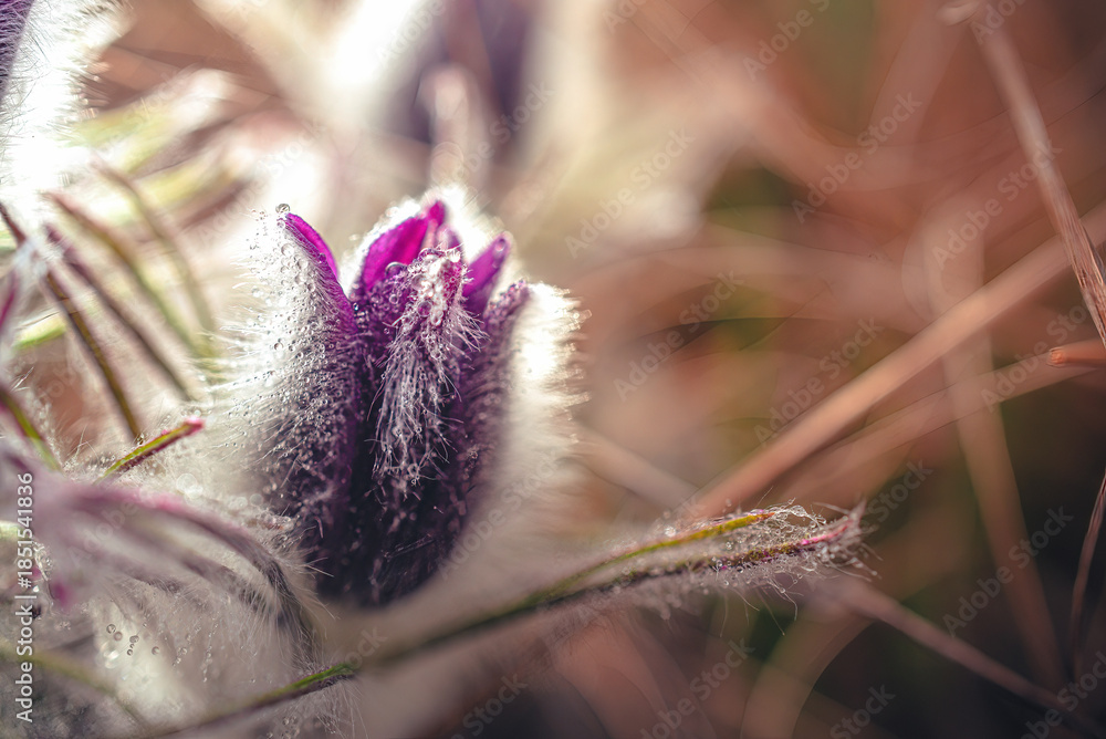 Foto Wild flowers