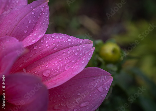Garden flower