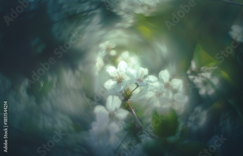 Wild flowers