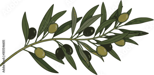 Olive trees with branches and leaves for design of packaging, label, logotype or banner. Natural organic stylized olive icon, premium quality sign. Vector illustration
