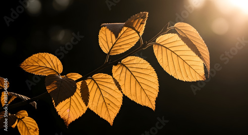Illuminated Autumn Leaves Against a Dark Backdrop Nature Beauty