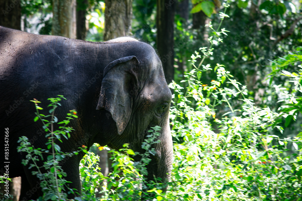 Fototapeta premium Wild elephant seen among trees see during the jungle safari in Topslip, Anamalai Tiger Reserve, Coimbatore district, Tamil Nadu.