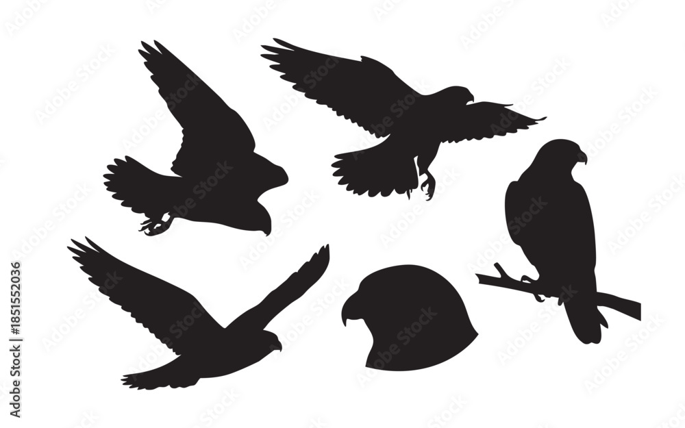 Obraz premium Bird of Prey Eagle Silhouettes