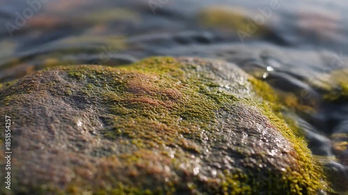 Mossy rock in shallow water with sunlight reflection