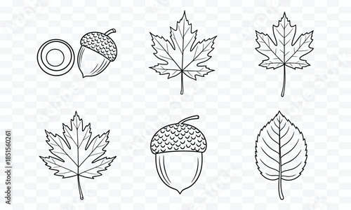 Black and white line art collection of acorns and autumn leaves on a transparent background oak nut