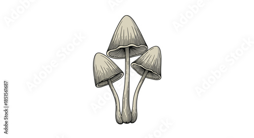A vintage, hand-drawn ink illustration of three psilocybin or magic mushrooms, rendered in a detailed, monochrome engraving style.