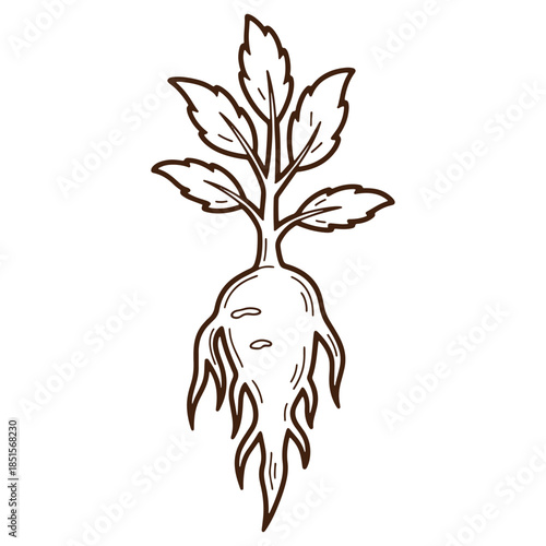 Illustration of a simple root vegetable with green leaves perfect for gardening and cooking illustrations