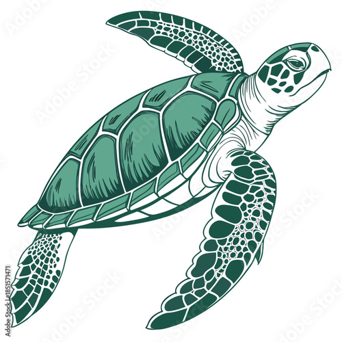 Green Sea Turtle Swimming Underwater in a Detailed HandDrawn Illustration.