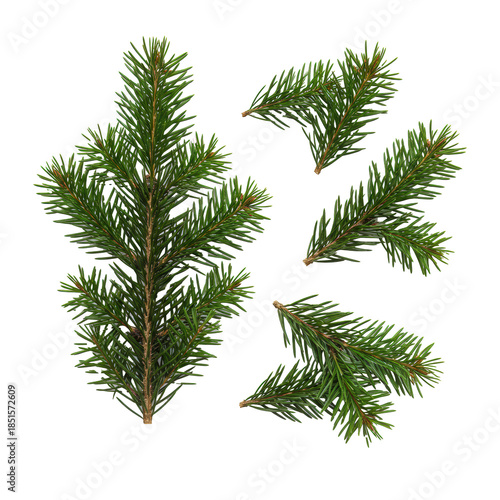 Four premium balsam fir evergreen branches isolated in an elegant flat lay, showcasing deep emerald macro needle detail on a transparent backdrop. Concept for festive winter design elements