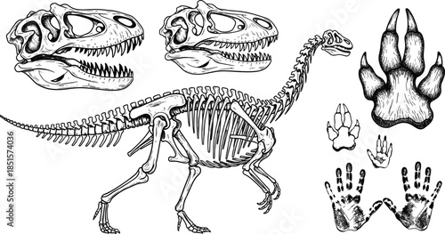 Dinosaur skeleton anatomy illustration set, detailed prehistoric reptile bones with skulls footprints and tracks, hand drawn scientific vector collection for education and design