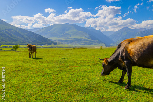 Принти на полотні Two cows calmly graze in a vast green field surrounded by rolling hills and mountains in Kyrgyzstan