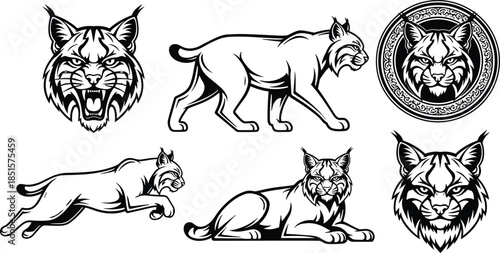 Wild lynx illustration vector set, fierce bobcat poses and heads in black and white line art style for logo, tattoo, mascot, branding