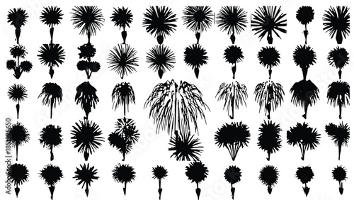 Set of various black and white palm tree silhouettes and tropical plant icons