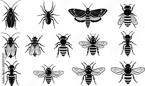 Insect silhouette collection, black and white vector, bug species lineup, entomology design, pest identification chart, educational illustration, insect motif set