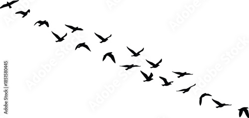Flying birds silhouette flock in migration formation, nature wildlife freedom concept, minimal black vector illustration isolated on white background