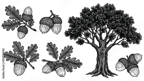 Detailed botanical illustration of oak tree acorns and foliage elements