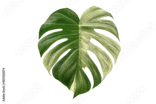 Monstera deliciosa thai constellation leaf showing green and white variegation on a transparent background