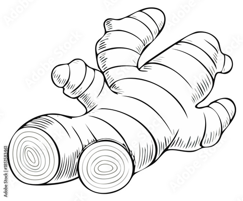Monochrome line drawing of a fresh ginger rhizome with cross sections in vintage style illustration
