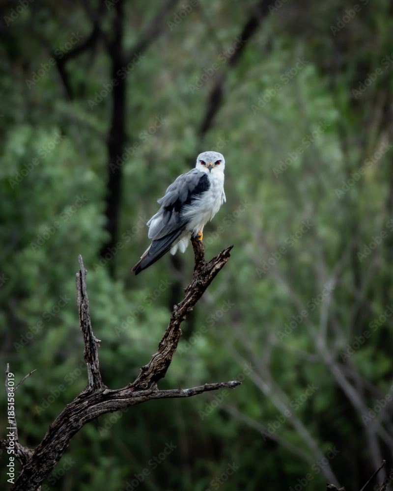 Obraz premium Black-winged Kite resting on a bare branch with dense green foliage in the background, photographed in the wild bushveld of South Africa. This small raptor is known for its striking red eyes, soft