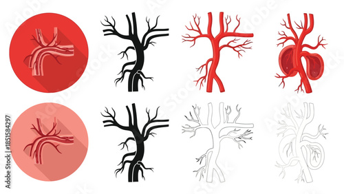 Detailed illustrations of human arterial and venous branching structures displayed in variations