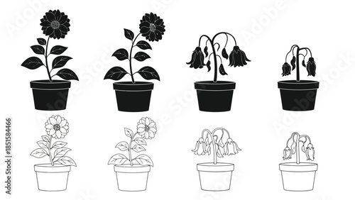Stages of sunflower growth and decay shown in potted plants