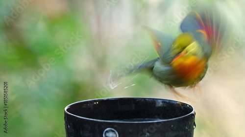 水浴びをするソウシチョウ
