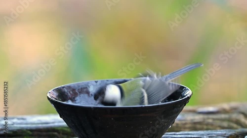 水浴びをするシジュウカラ