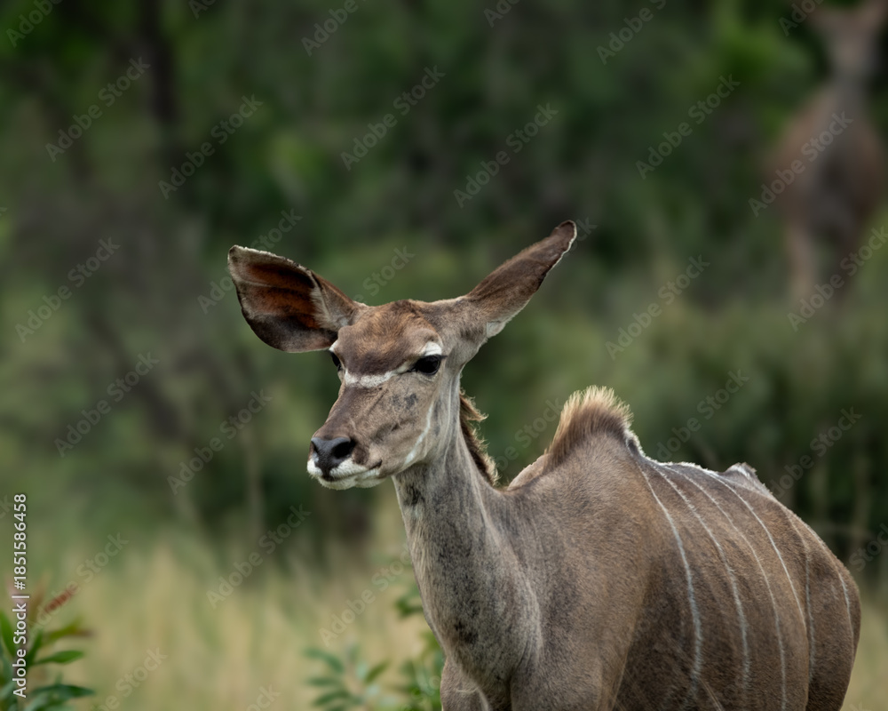 Obraz premium Close-up of a female greater kudu standing alert in the African savanna, with distinctive white stripes and large ears clearly visible. Captured in soft natural light, this wildlife image is ideal for