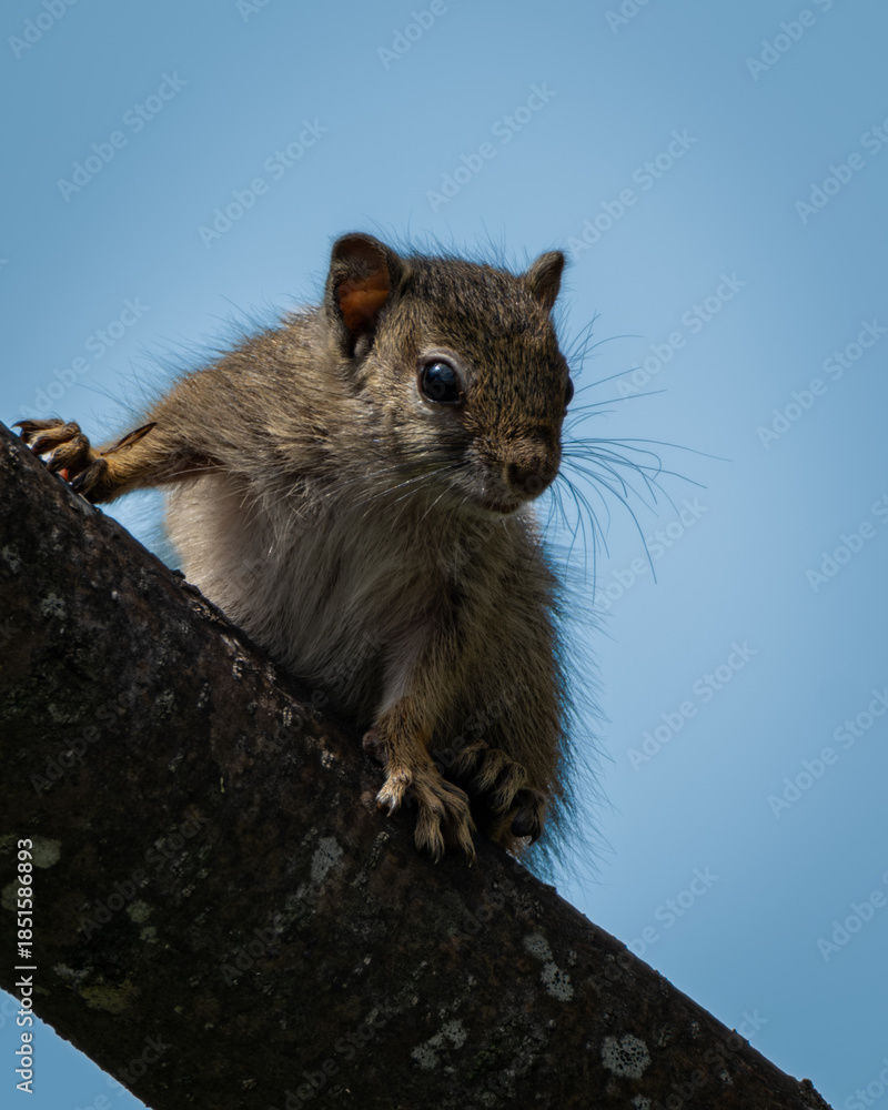 Fototapeta premium Small African tree squirrel perched on an angled tree branch with a clear blue sky in the background. Great for wildlife observation themes, educational nature content, forest ecosystem visuals, and