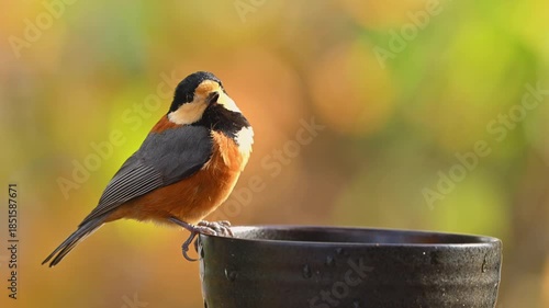 秋の光の中で水を飲むヤマガラ