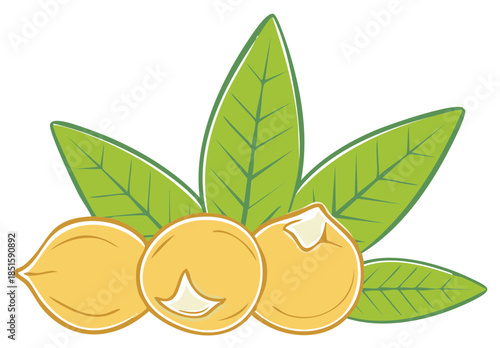 Illustration of Fresh Shelled Nuts with Green Leaves for Healthy Snack