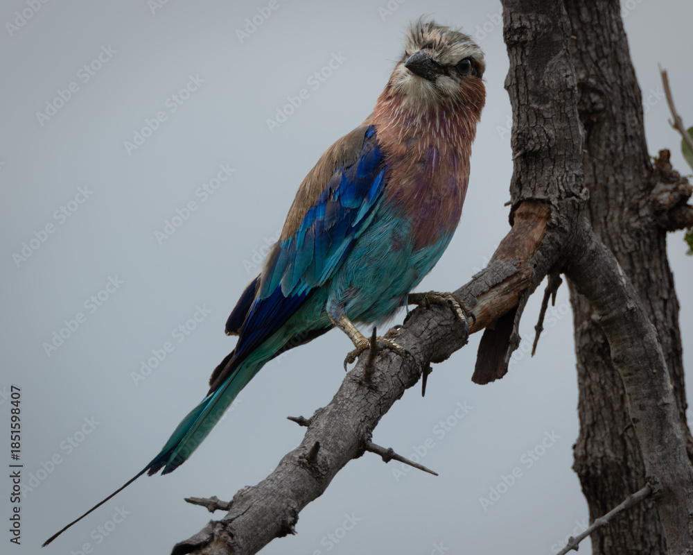 Obraz premium Vibrant lilac breasted roller resting on a bare tree branch against a soft sky background. This colorful African bird features striking blue, turquoise and lilac plumage, making it ideal for use in