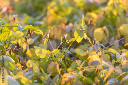 Billede på lærred Lush green soybean plants shining in warm daylight imagery, Vivid scene of dewy