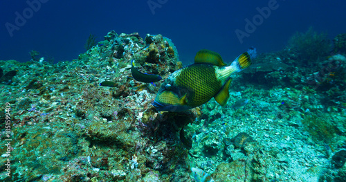 Underwater photography of Giant Titan Trigger fish. Attacking. From a  scuba dive in Thailand.