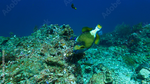 Underwater photography of Giant Titan Trigger fish. Attacking. From a  scuba dive in Thailand.