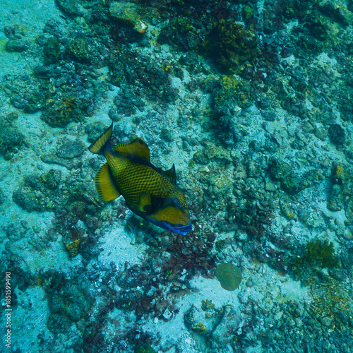 Underwater photography of Giant Titan Trigger fish. Attacking. From a  scuba dive in Thailand.
