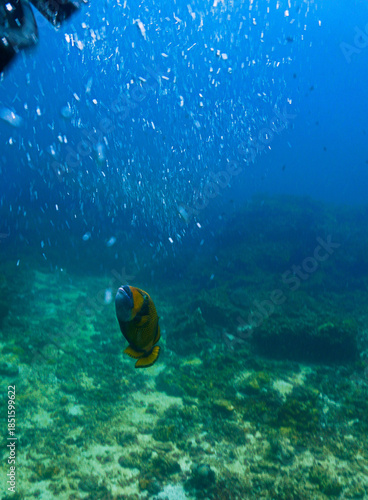 Underwater photography of Giant Titan Trigger fish. Attacking. From a scuba dive in Thailand.