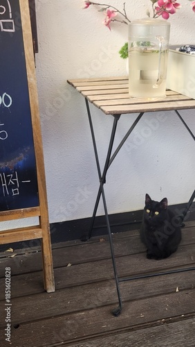 The impressive black cat at the cafe is relaxed in the afternoon.