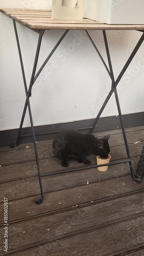 The impressive black cat at the cafe is relaxed in the afternoon. I was thirsty.