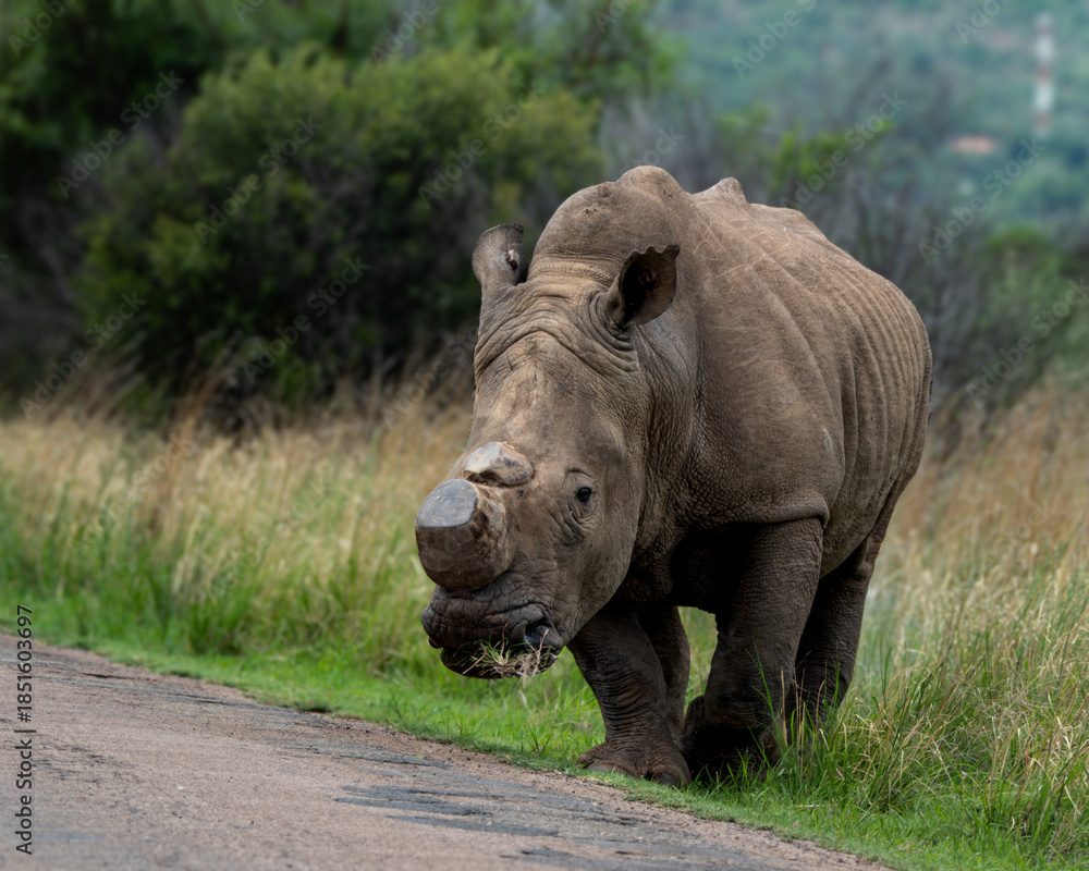 Obraz premium Detailed view of a white rhinoceros standing in tall grass with another rhino in the background. This powerful wildlife image captures the texture and presence of the endangered species in its native