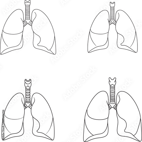 Human lung anatomy illustrations with trachea and bronchi