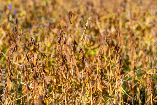 Φωτογραφία Organic soybean swath with golden pods and rustic stems indicating harvest readi