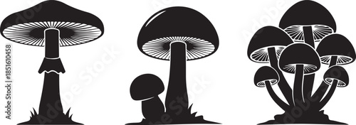 Black and white hand drawn vector illustration of mushrooms and fungi set