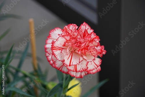 A beautiful white red carnation, or Dianthus caryophyllus, in Athens, Greece