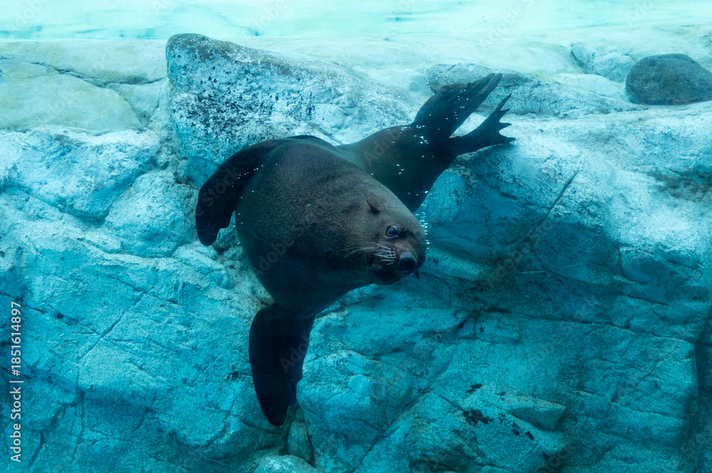 Obraz premium Cape fur seal swimming in the aquarium.