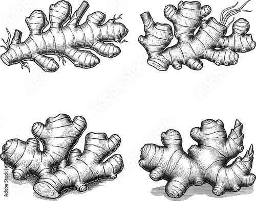 Ginger Root Etching Engraving Style Vector Icon Set Isolated Rustic Culinary Spice Botanical Illustration