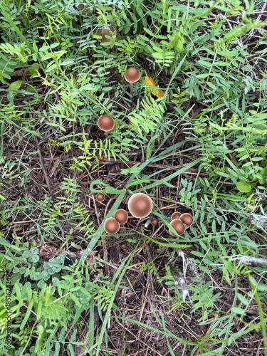 Shelf Fungi Growing on Dead Wood